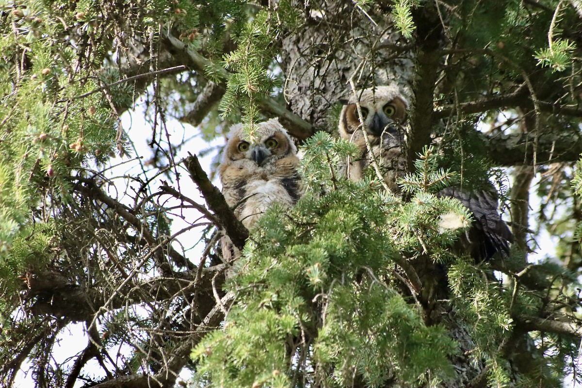 Great Horned Owl - C Schneck