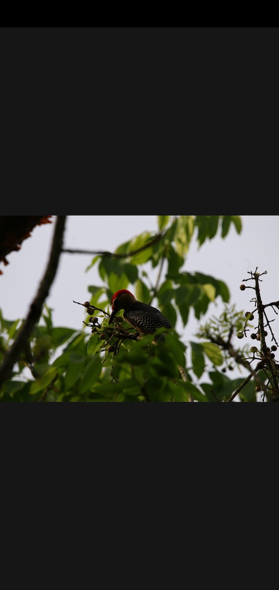 Golden-fronted Woodpecker - ML618391778