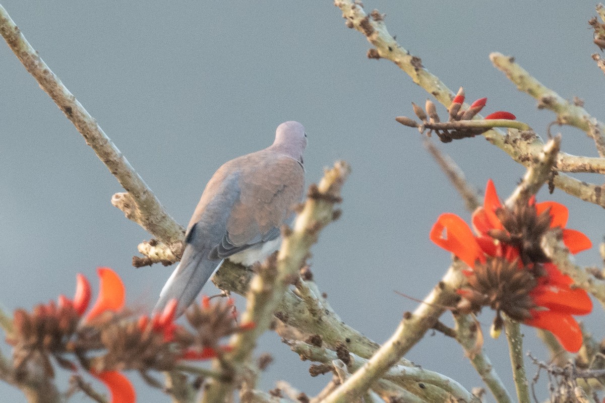 Laughing Dove - ML618391791