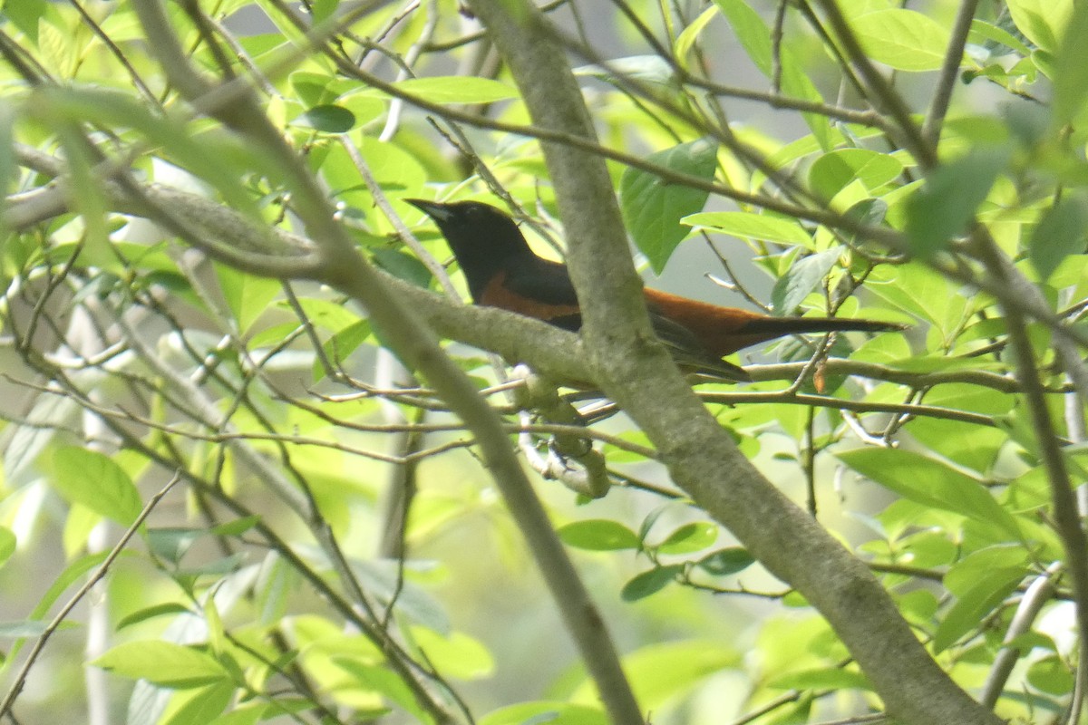 Orchard Oriole - ML618391809