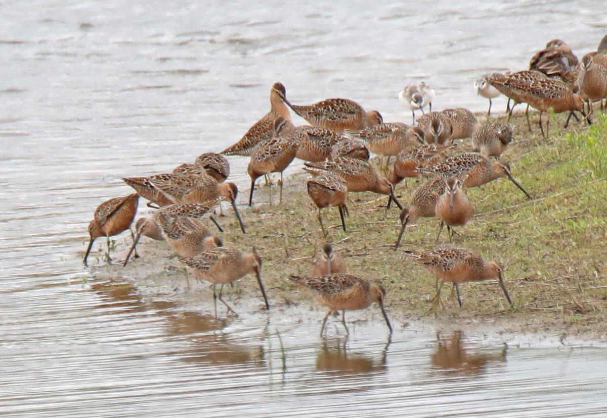 Long-billed Dowitcher - ML618391836