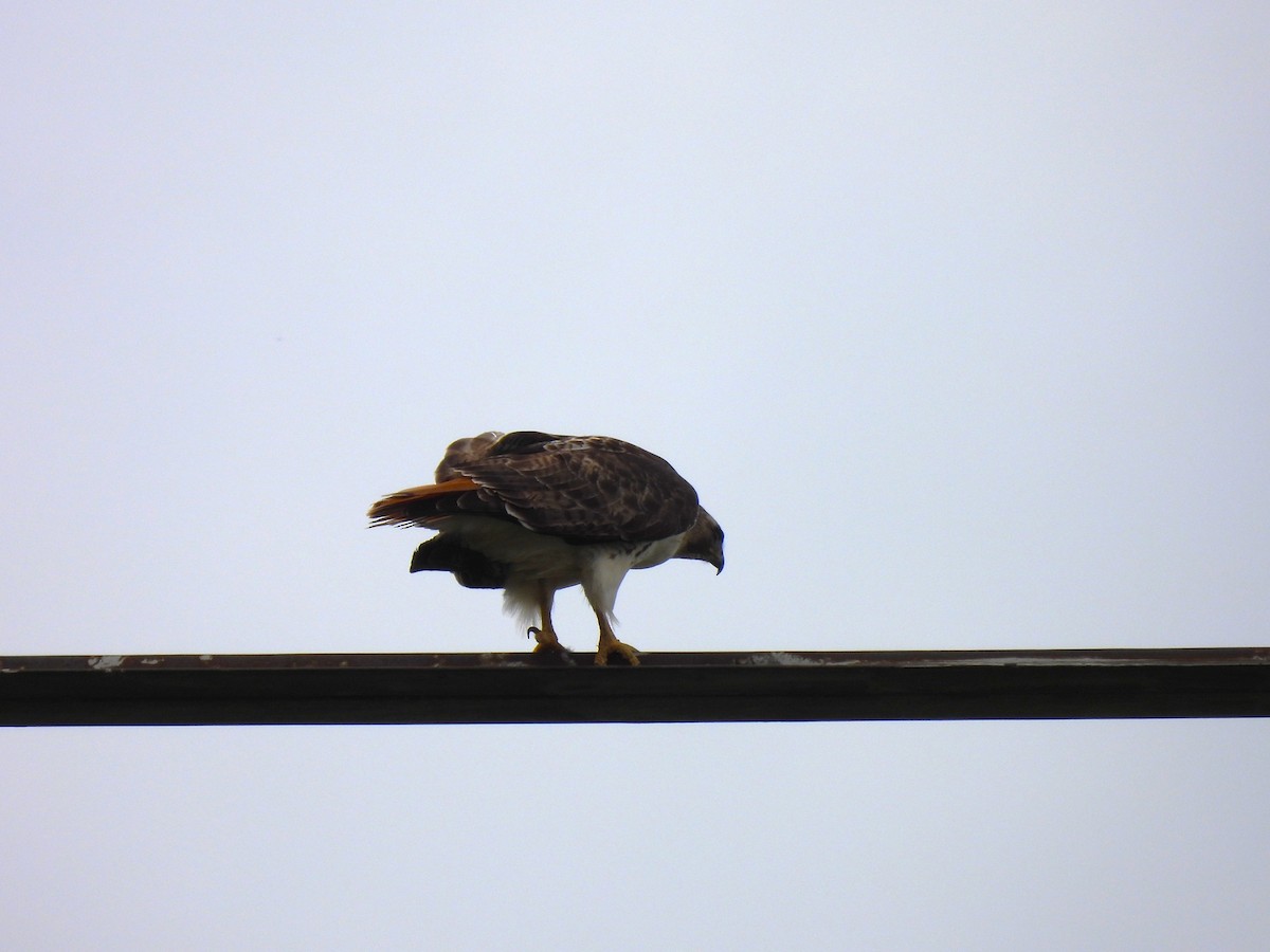Red-tailed Hawk - ML618391868