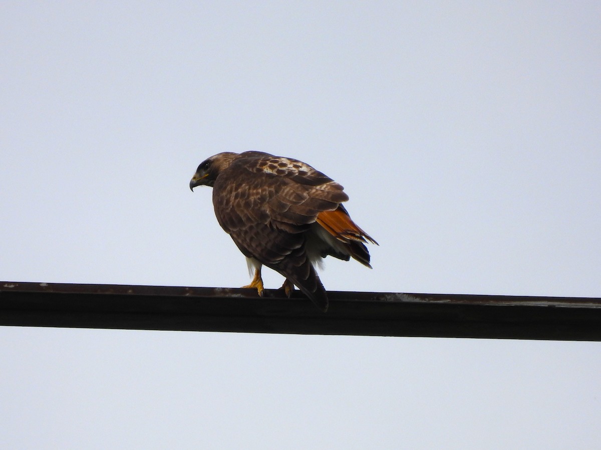 Red-tailed Hawk - ML618391873