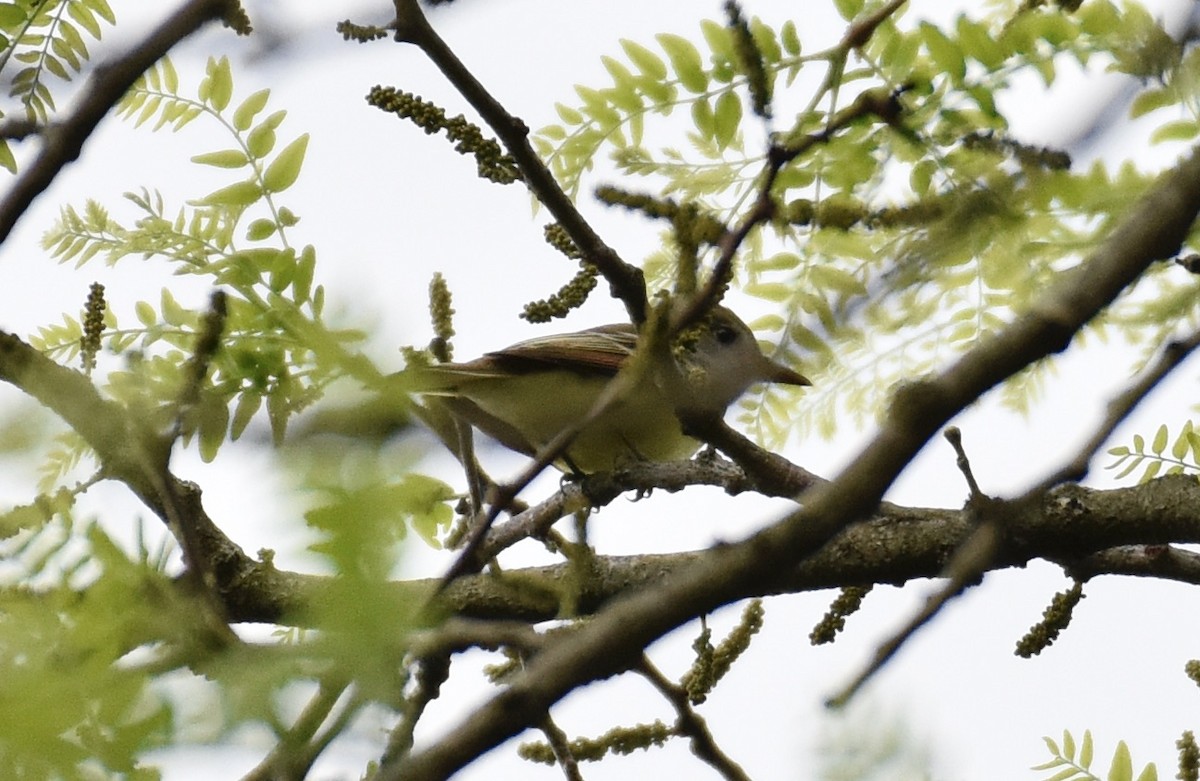 Great Crested Flycatcher - ML618391881