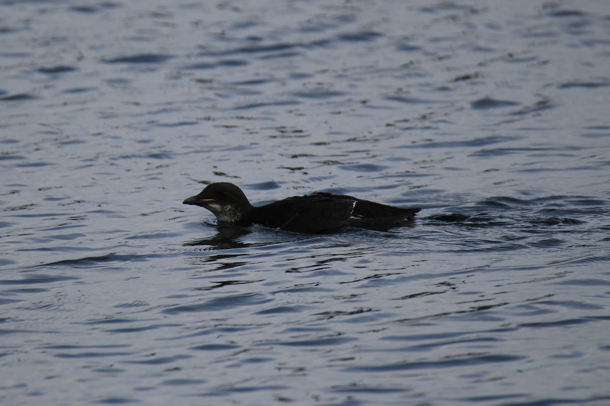 Thick-billed Murre - ML618391886