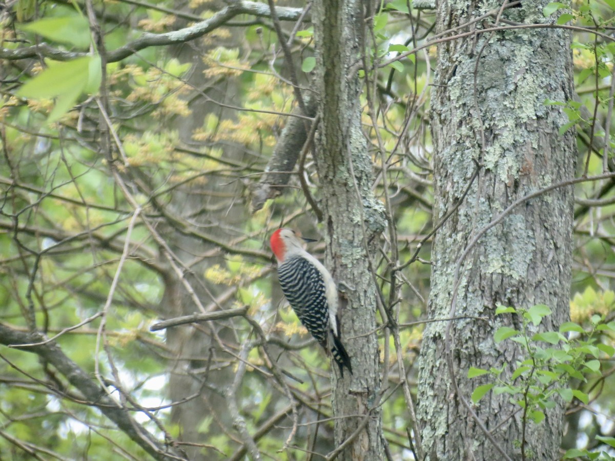 Red-bellied Woodpecker - ML618391889