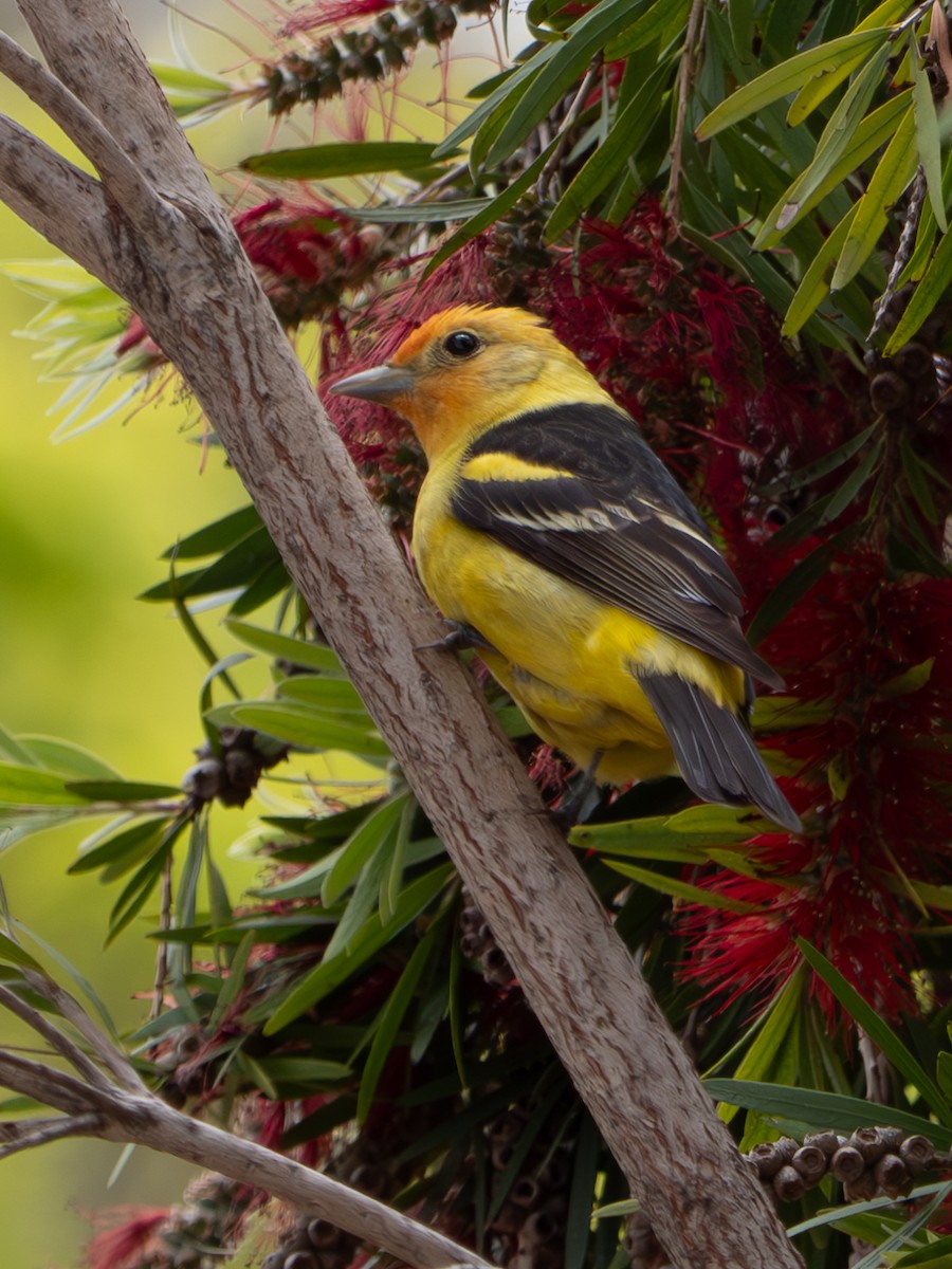 Western Tanager - ML618391895