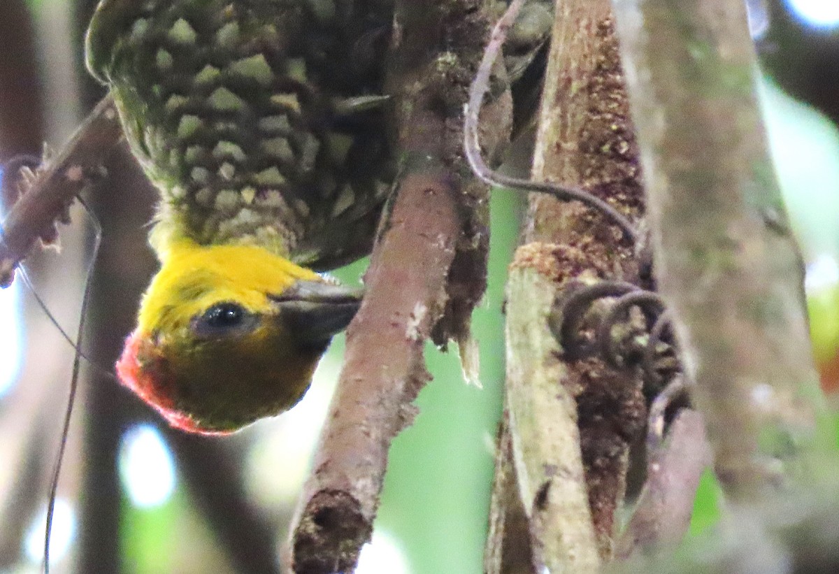 Yellow-throated Woodpecker - ML618391931