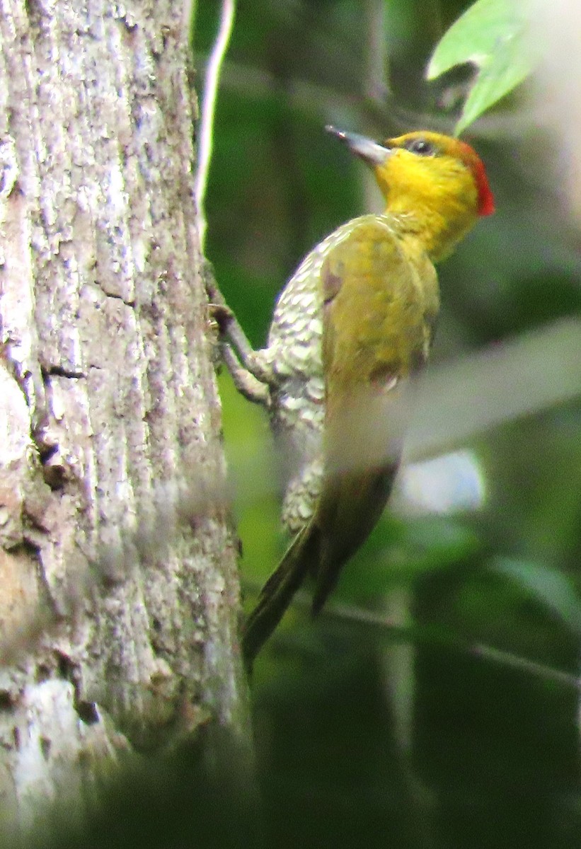 Yellow-throated Woodpecker - ML618391935