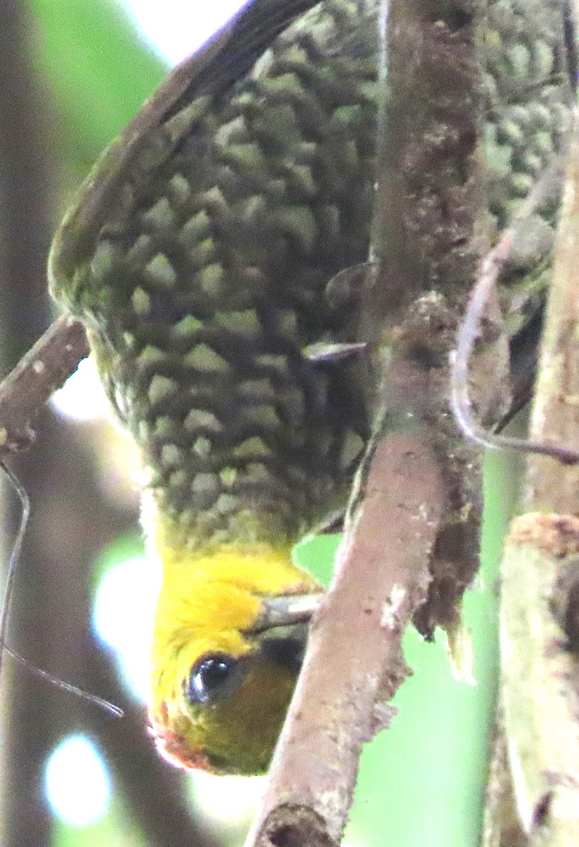 Yellow-throated Woodpecker - ML618391948