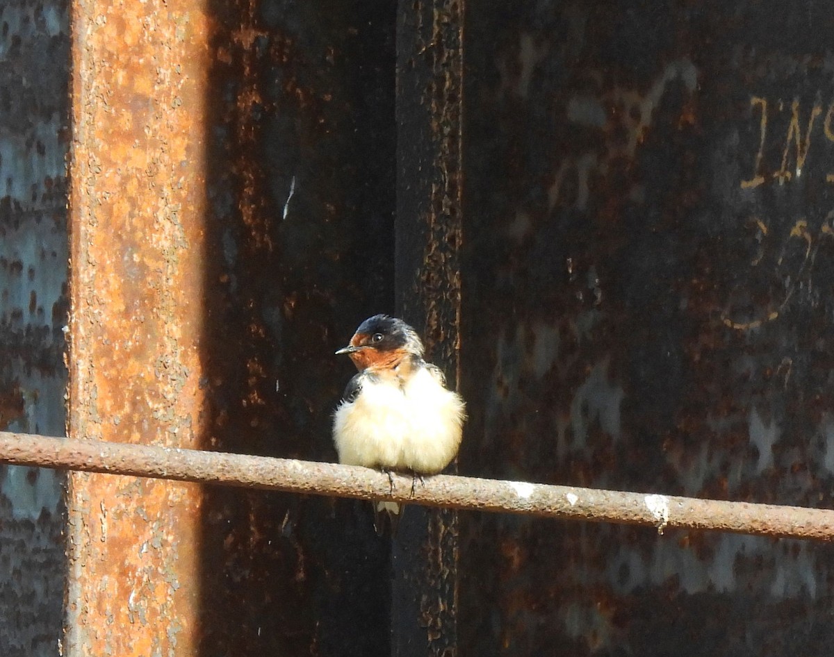 Barn Swallow (American) - ML618391969