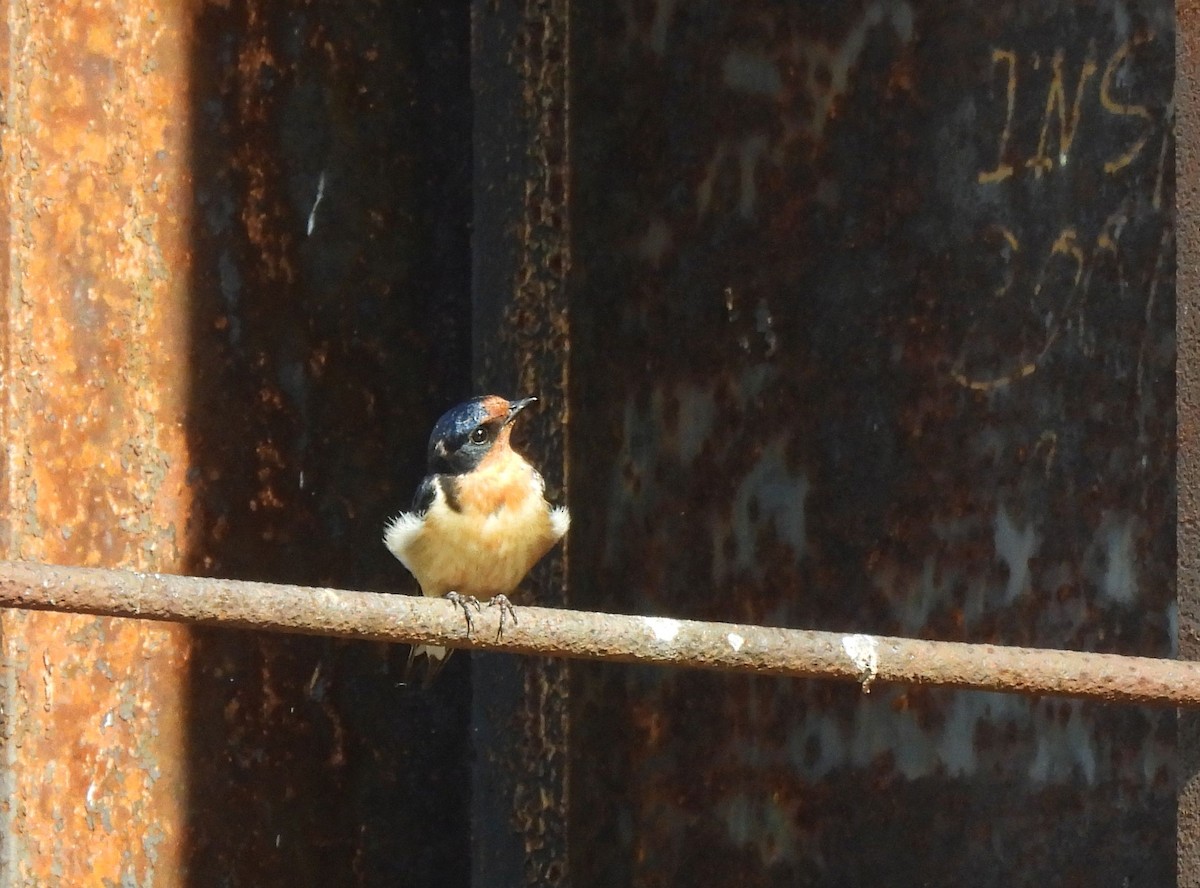 Barn Swallow (American) - ML618391970