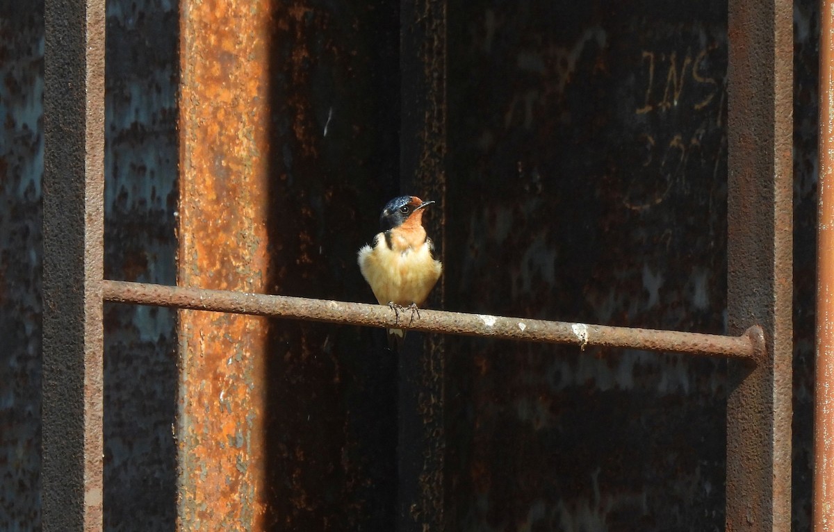 Barn Swallow (American) - ML618391971