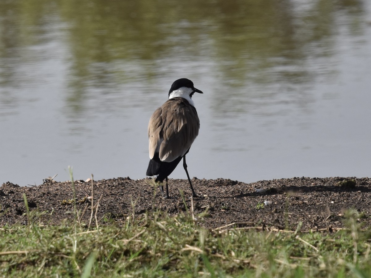 Spur-winged Lapwing - ML618391972