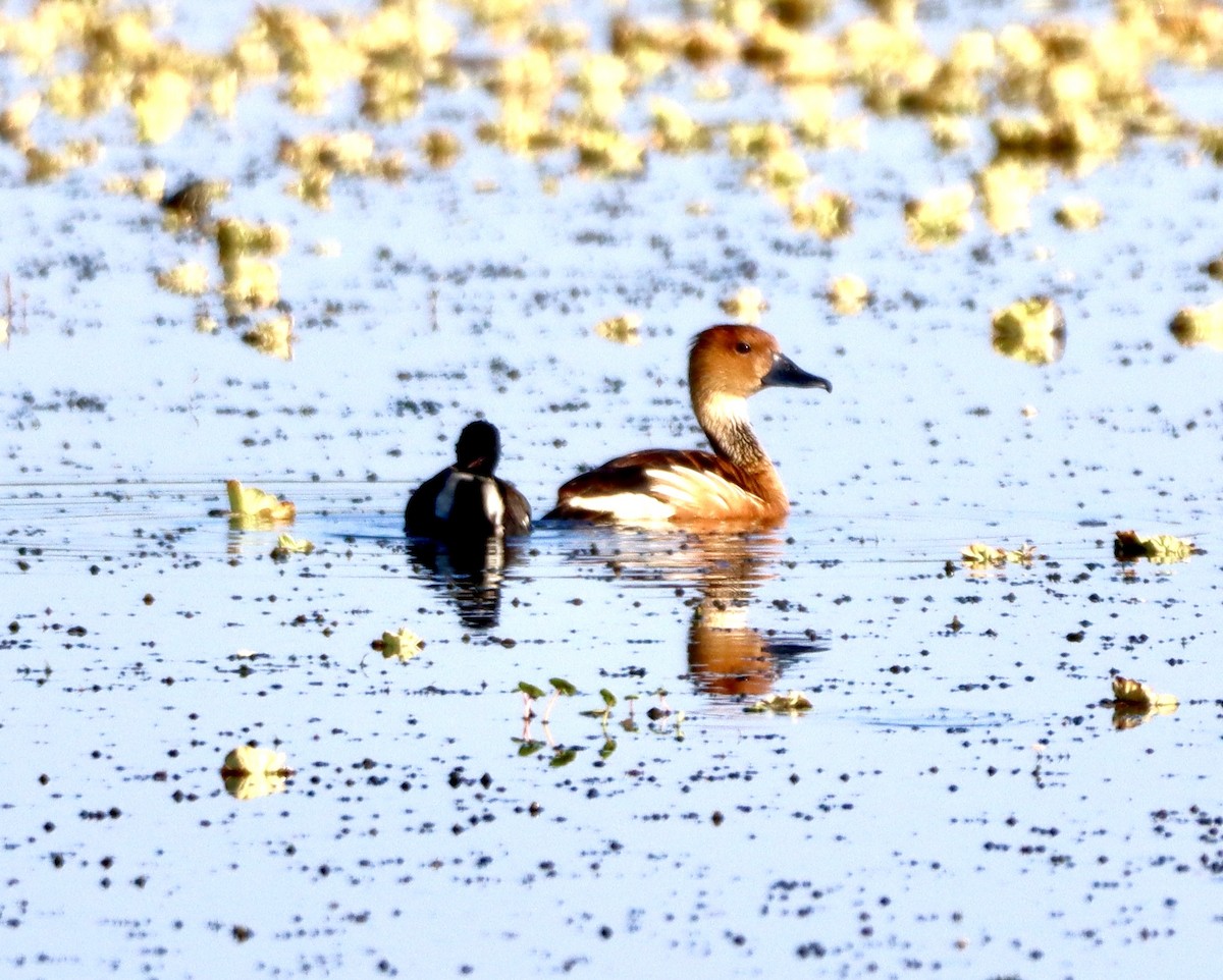 Fulvous Whistling-Duck - ML618391976