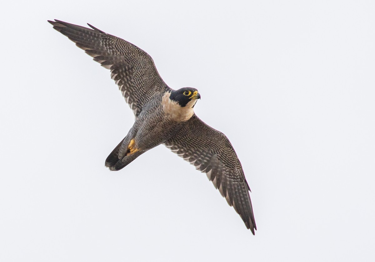 Peregrine Falcon (Australian) - ML618391978