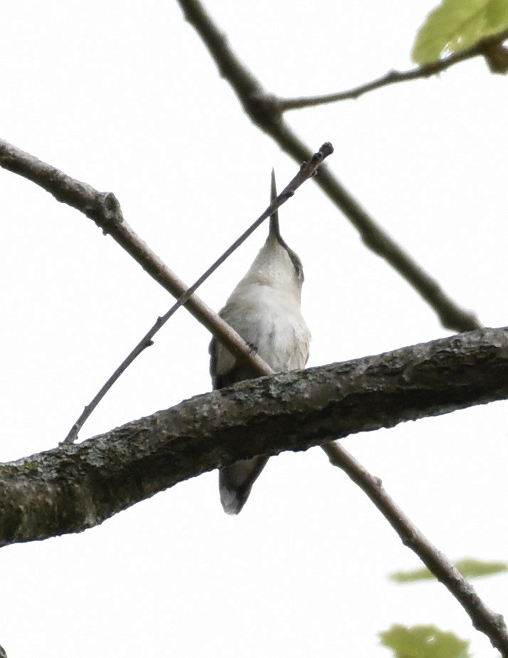 Ruby-throated Hummingbird - ML618391996