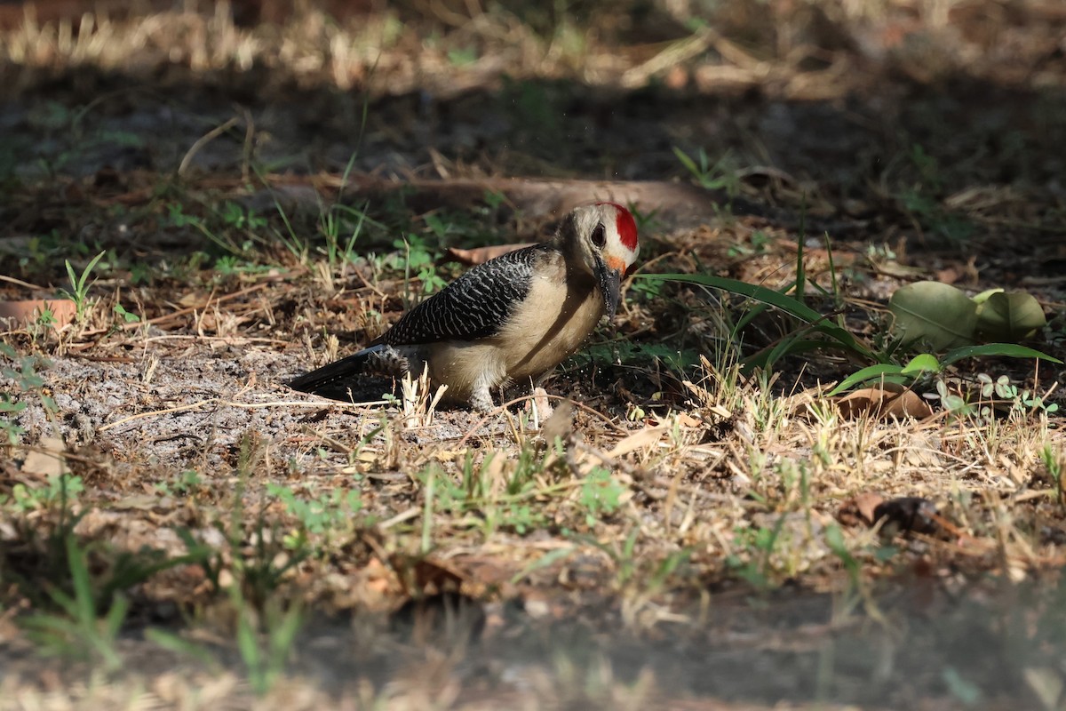Golden-fronted Woodpecker - ML618391999