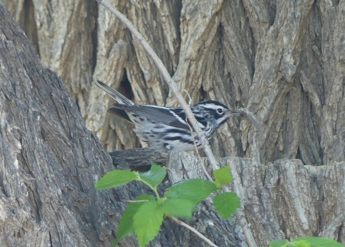 Black-and-white Warbler - ML618392000