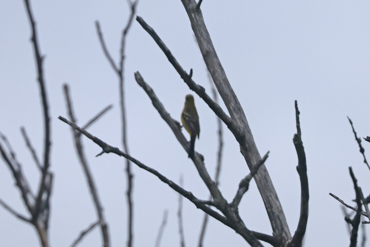 Orchard Oriole - ML618392001