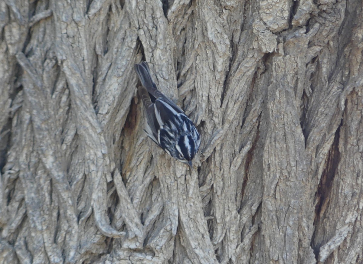 Black-and-white Warbler - ML618392009