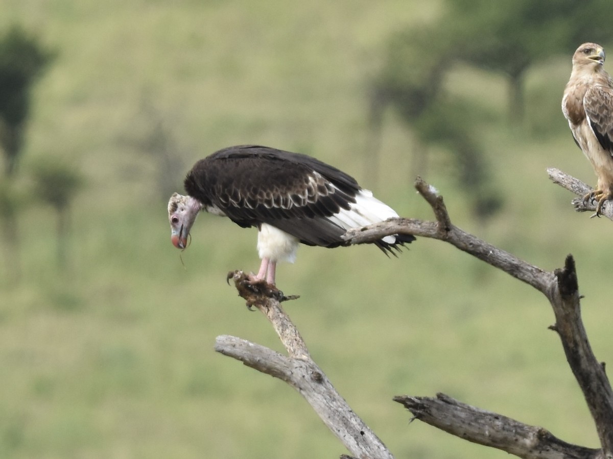 White-headed Vulture - ML618392014