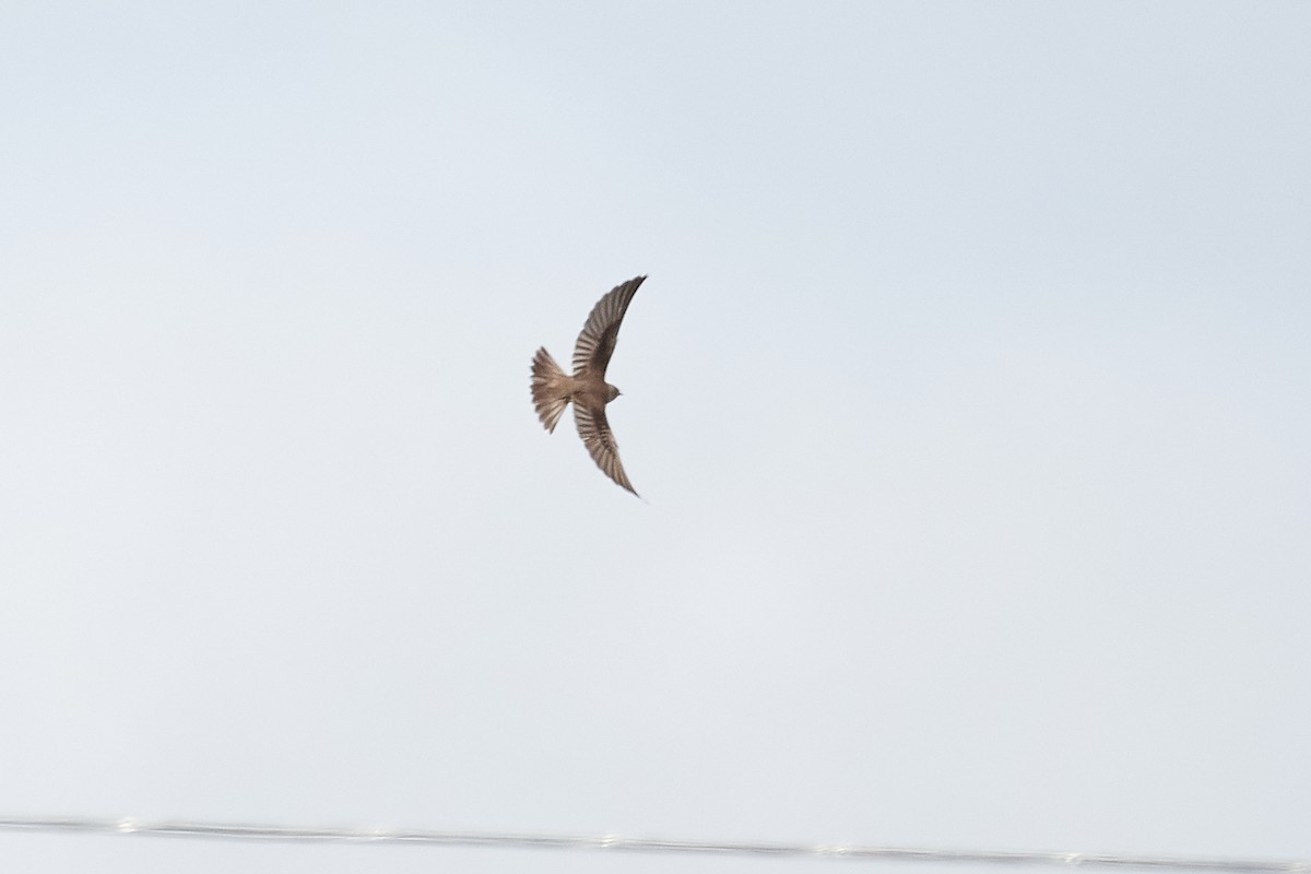 Northern Rough-winged Swallow - ML618392025