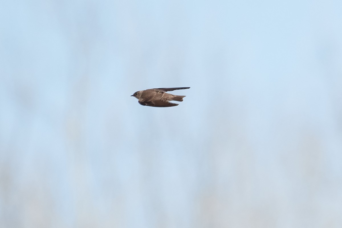 Northern Rough-winged Swallow - ML618392026