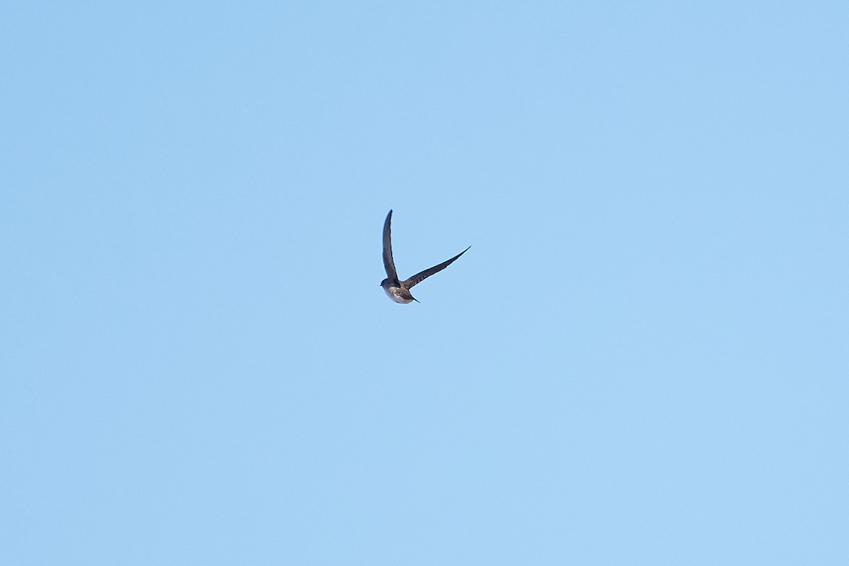 Northern Rough-winged Swallow - ML618392027