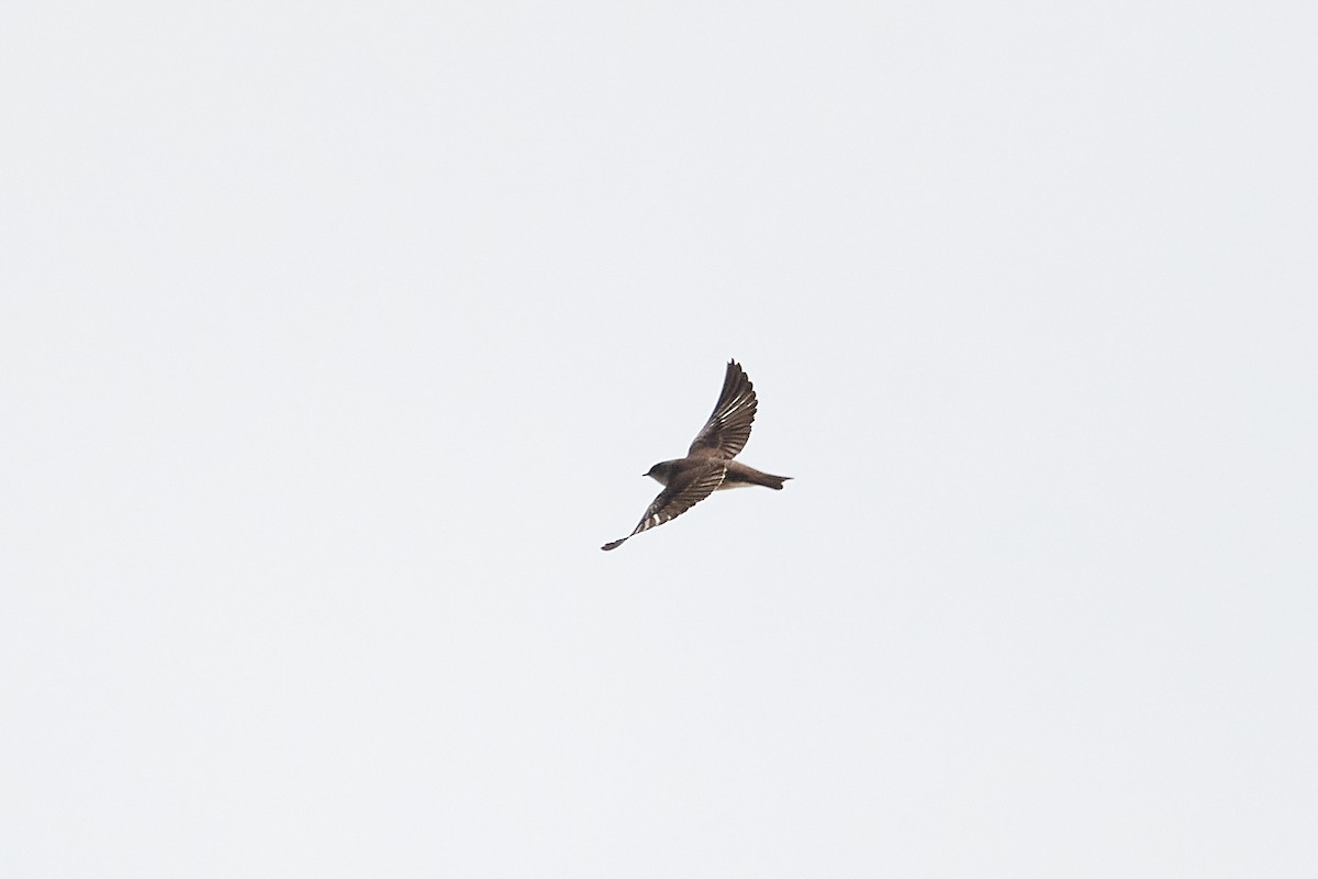 Northern Rough-winged Swallow - ML618392028