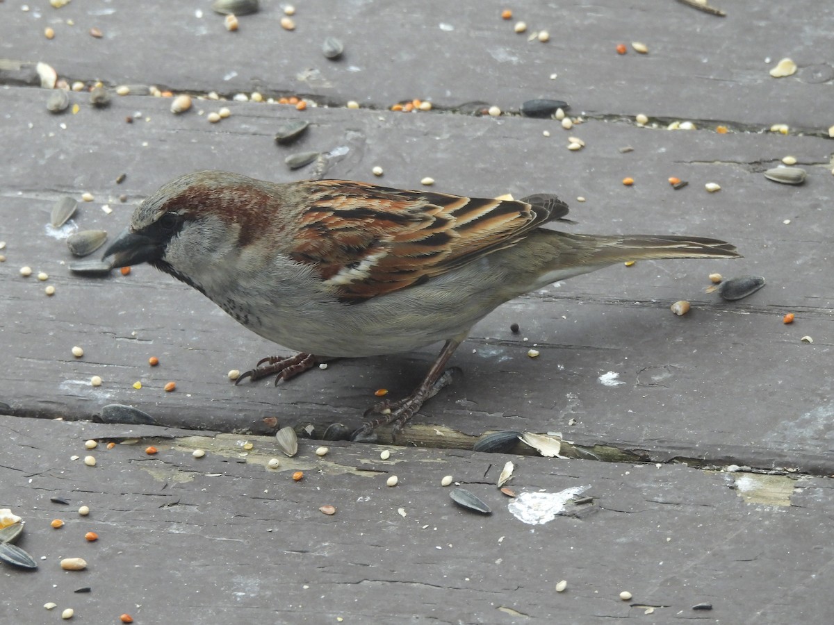 House Sparrow - ML618392029