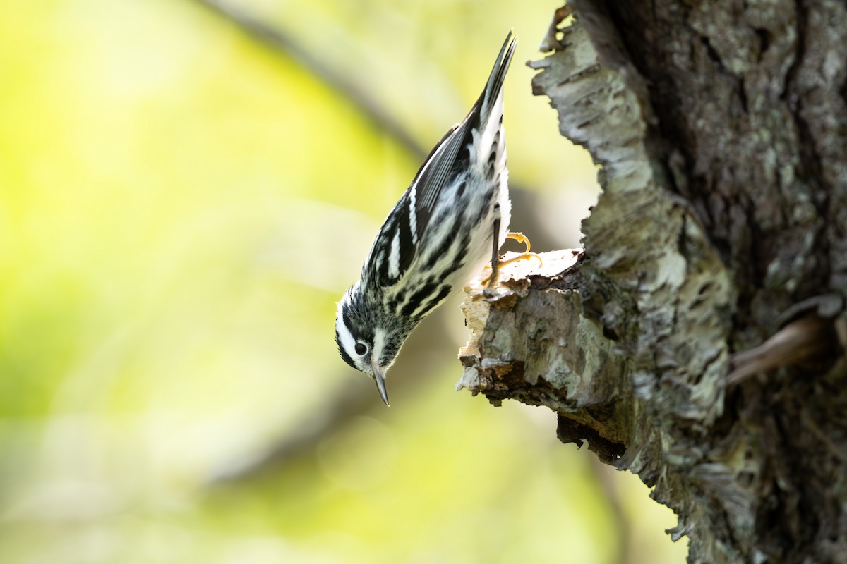 Black-and-white Warbler - ML618392036