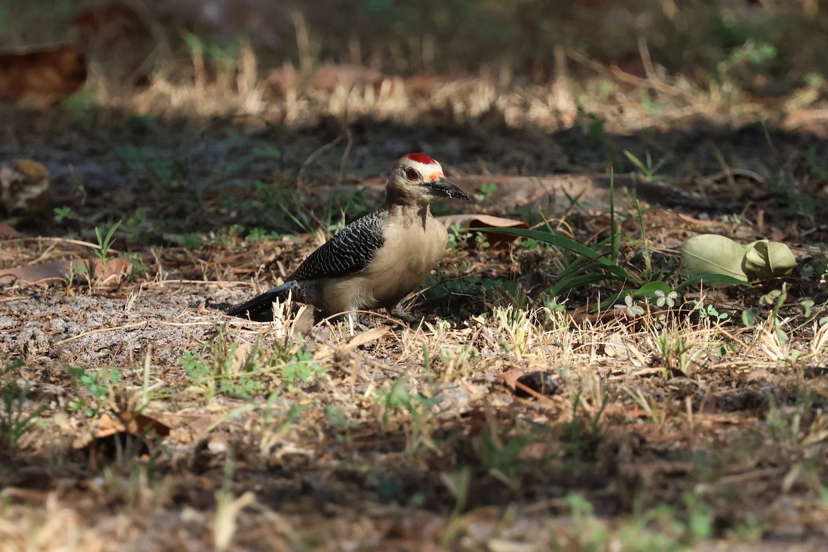 Golden-fronted Woodpecker - ML618392039
