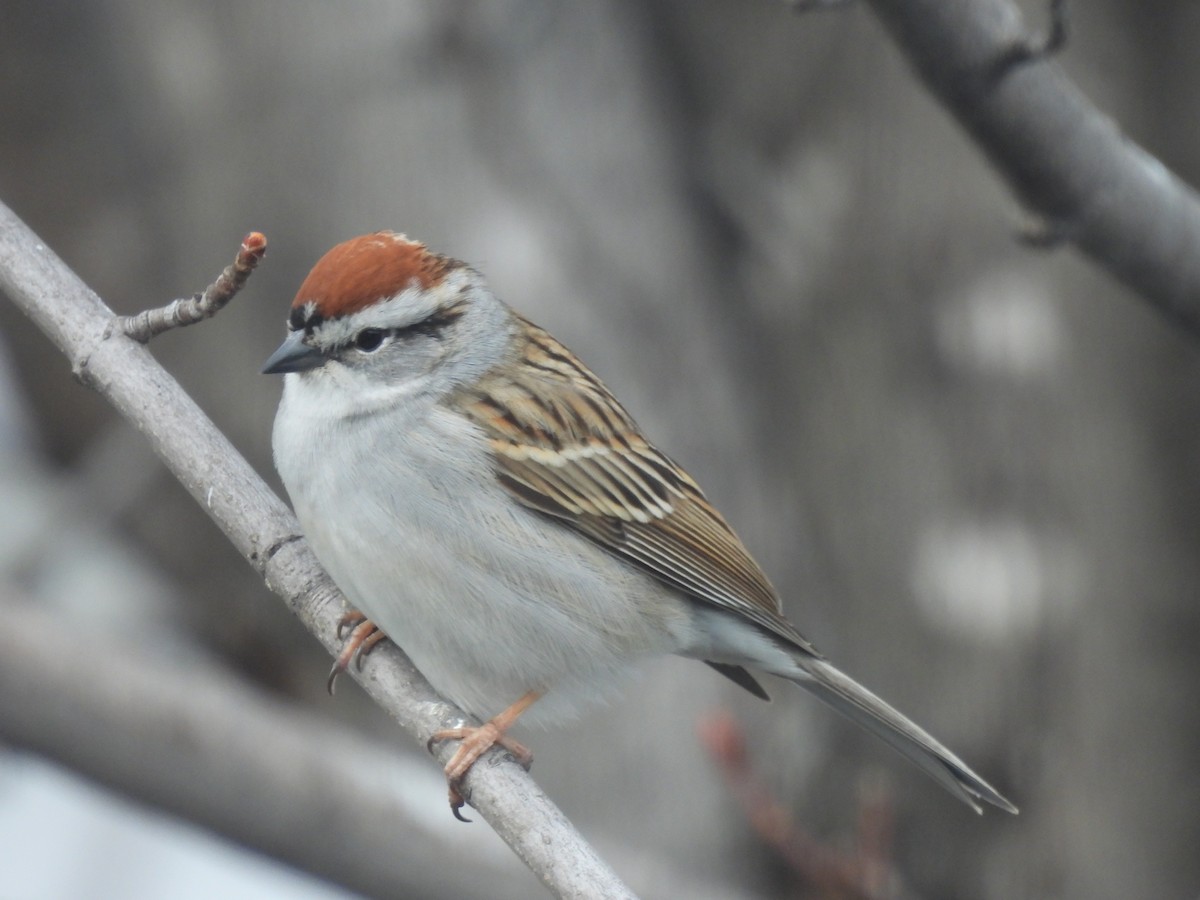 Chipping Sparrow - ML618392041