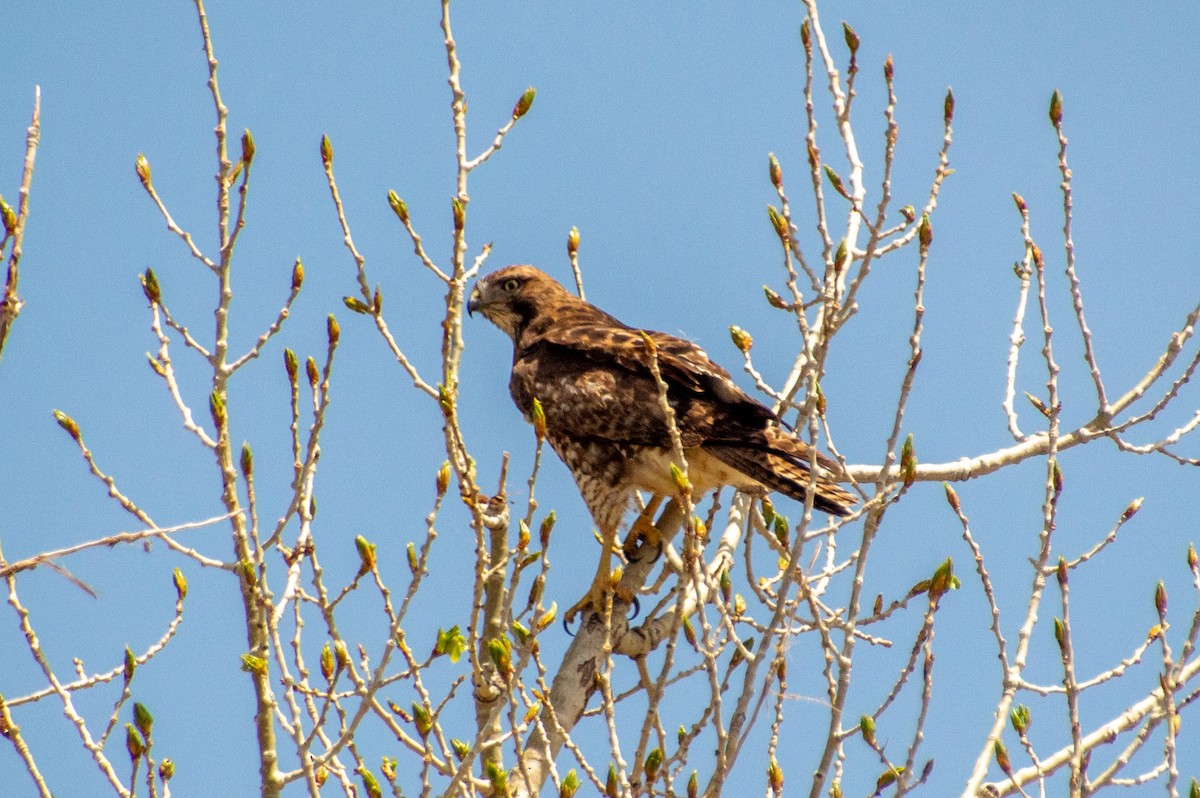 Red-tailed Hawk - ML618392042