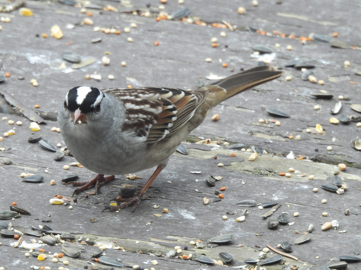 White-crowned Sparrow - ML618392045
