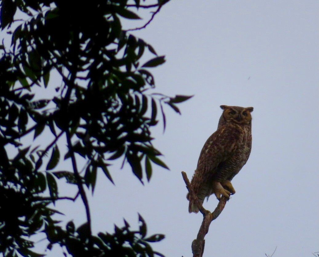 Great Horned Owl - ML618392057