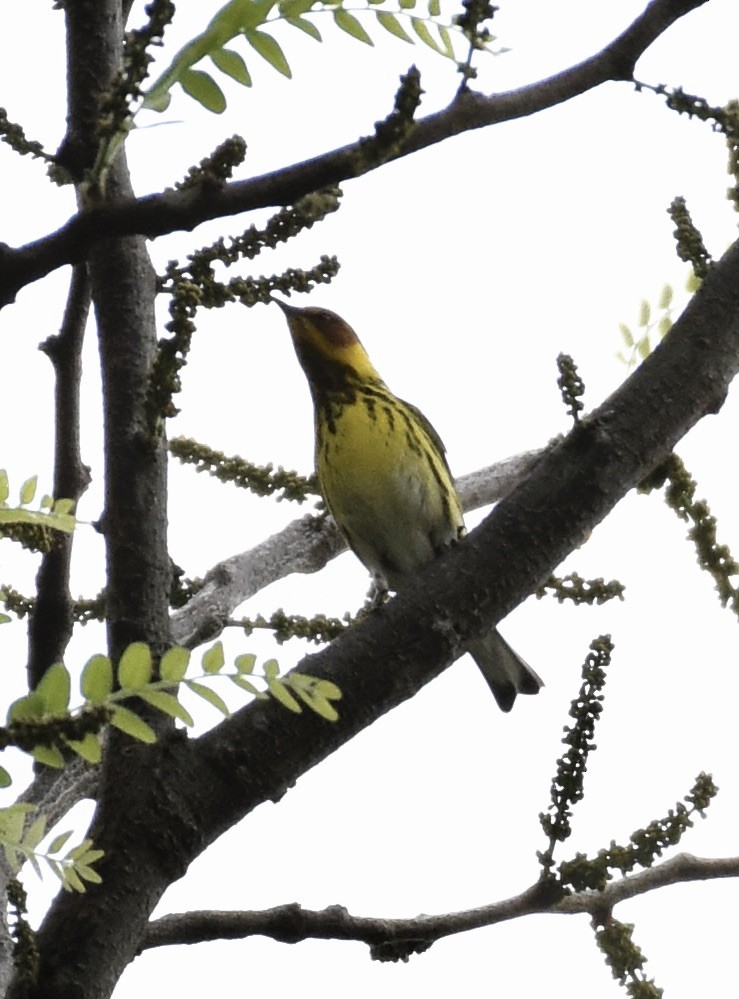 Cape May Warbler - ML618392067