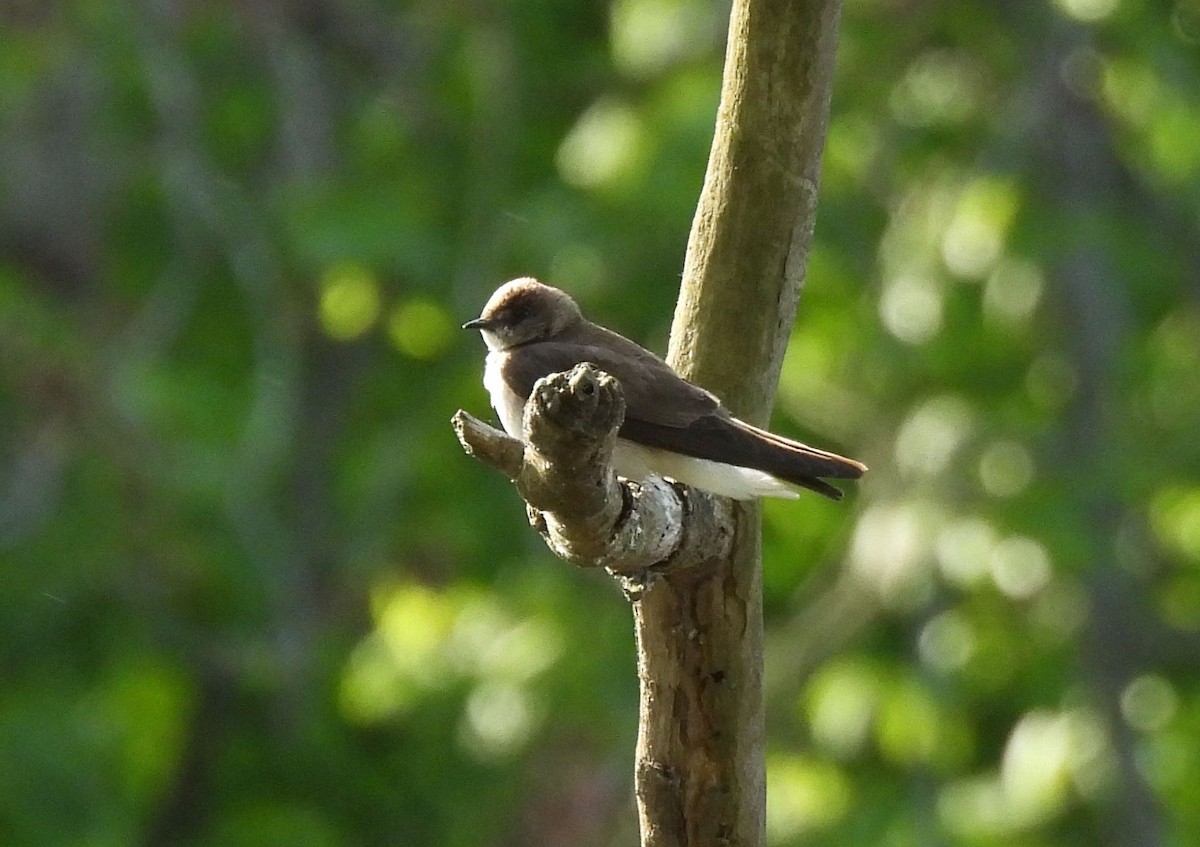 Northern Rough-winged Swallow - ML618392075