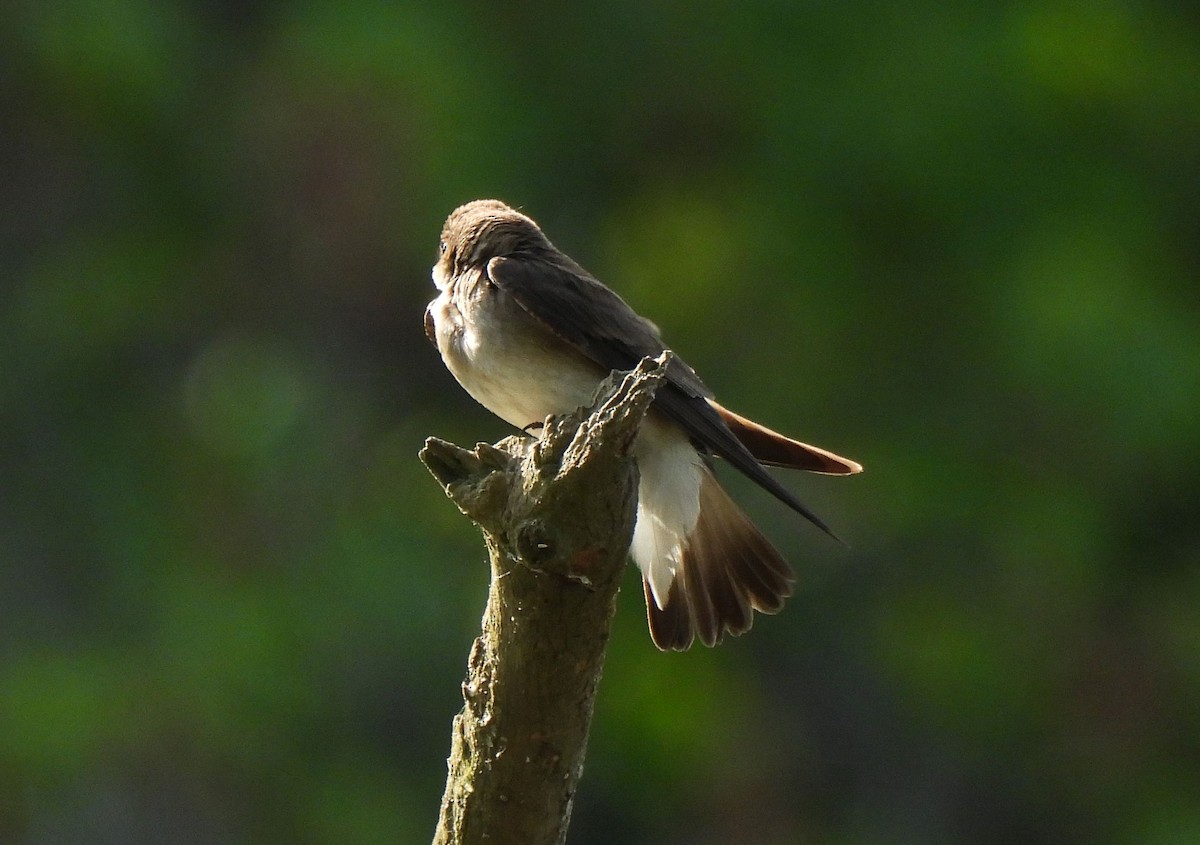 Northern Rough-winged Swallow - ML618392076