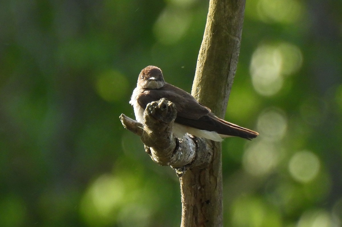 Northern Rough-winged Swallow - ML618392077