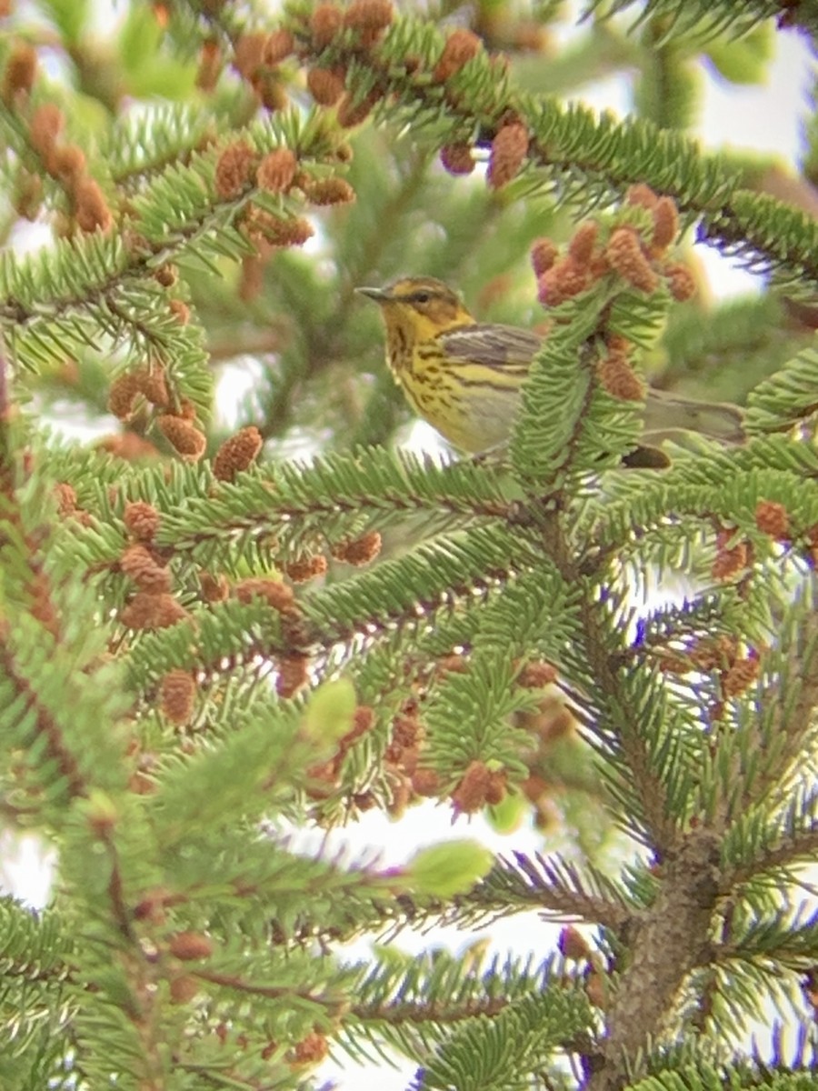 Cape May Warbler - ML618392094