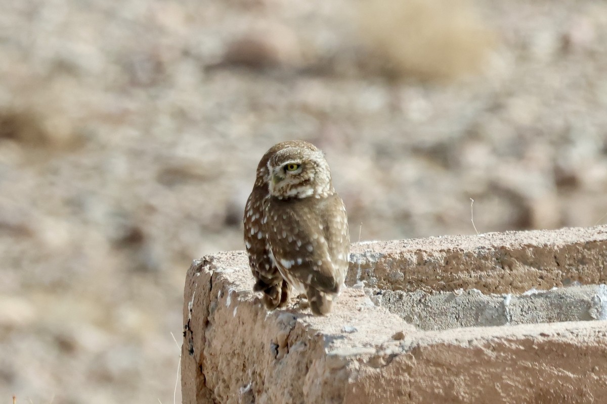 Little Owl - ML618392134