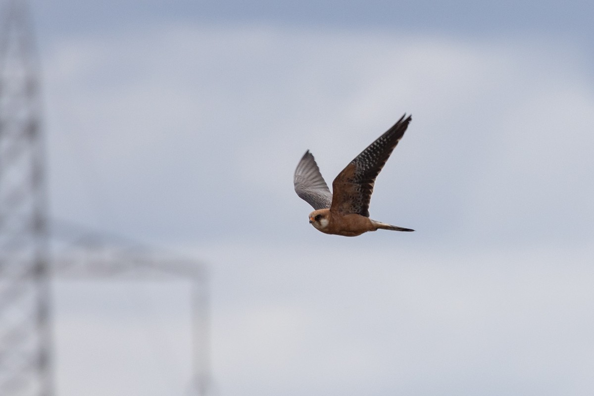 Red-footed Falcon - ML618392136