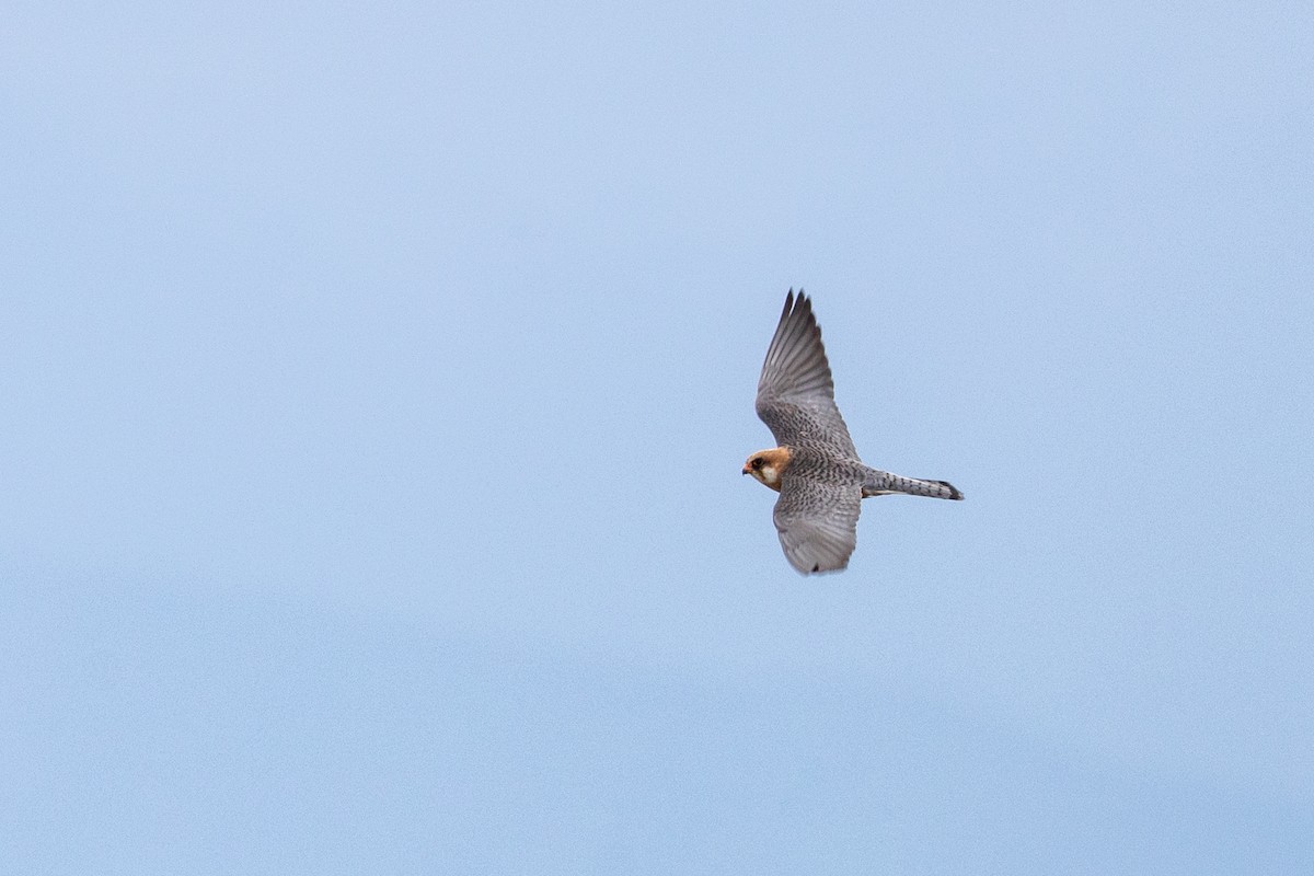 Red-footed Falcon - ML618392137