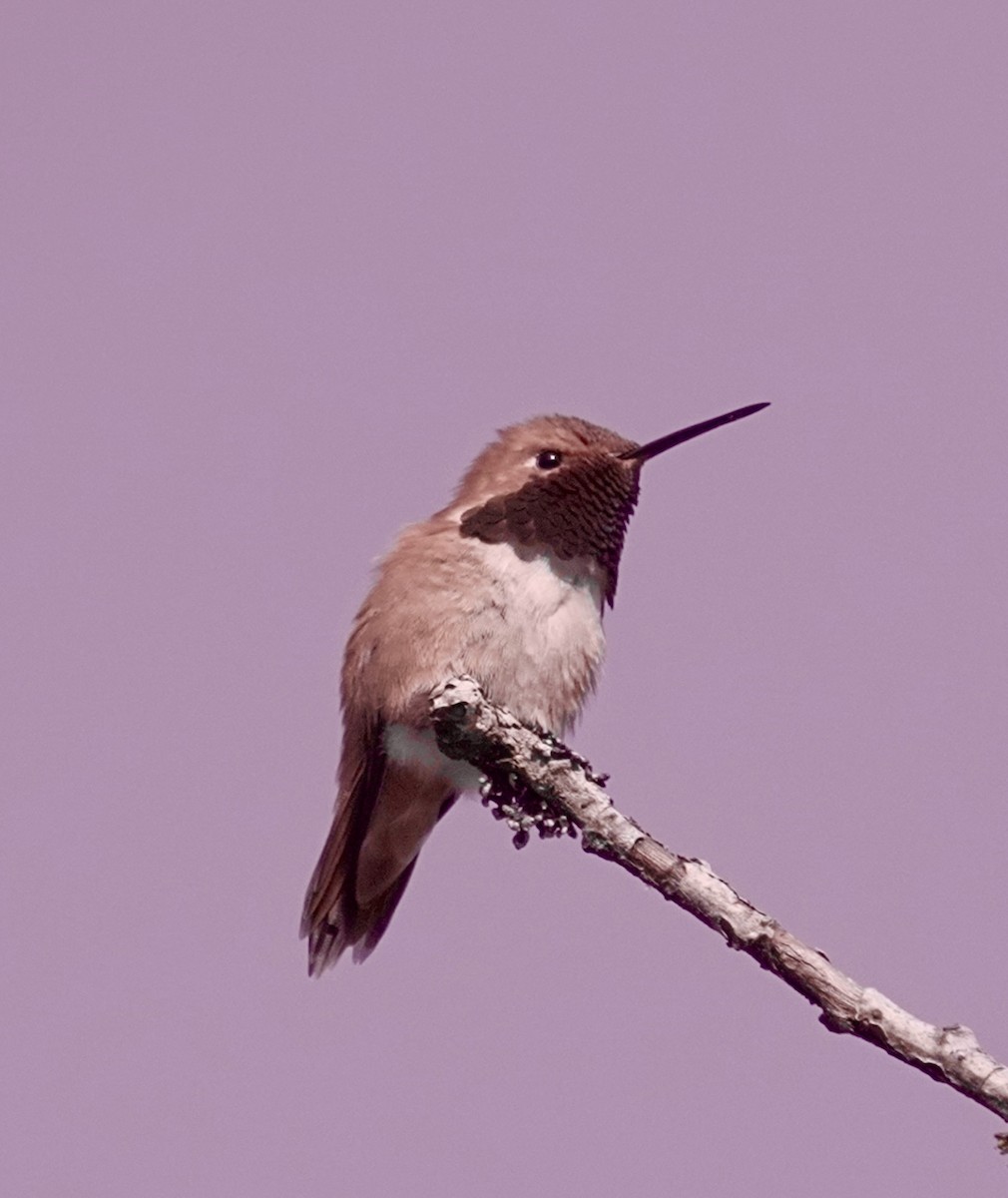 Rufous Hummingbird - ML618392153