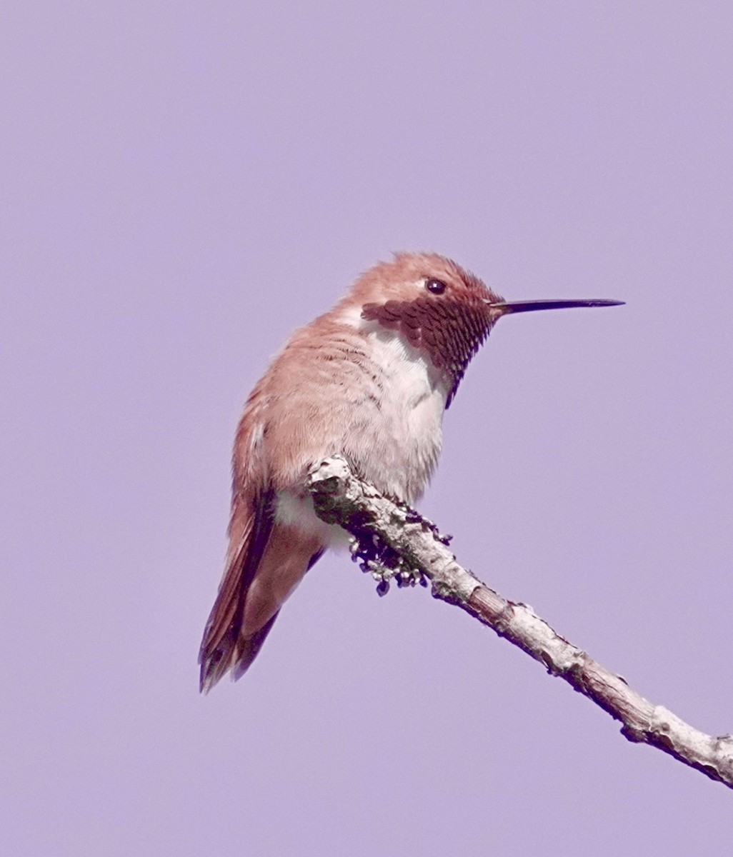Rufous Hummingbird - ML618392154