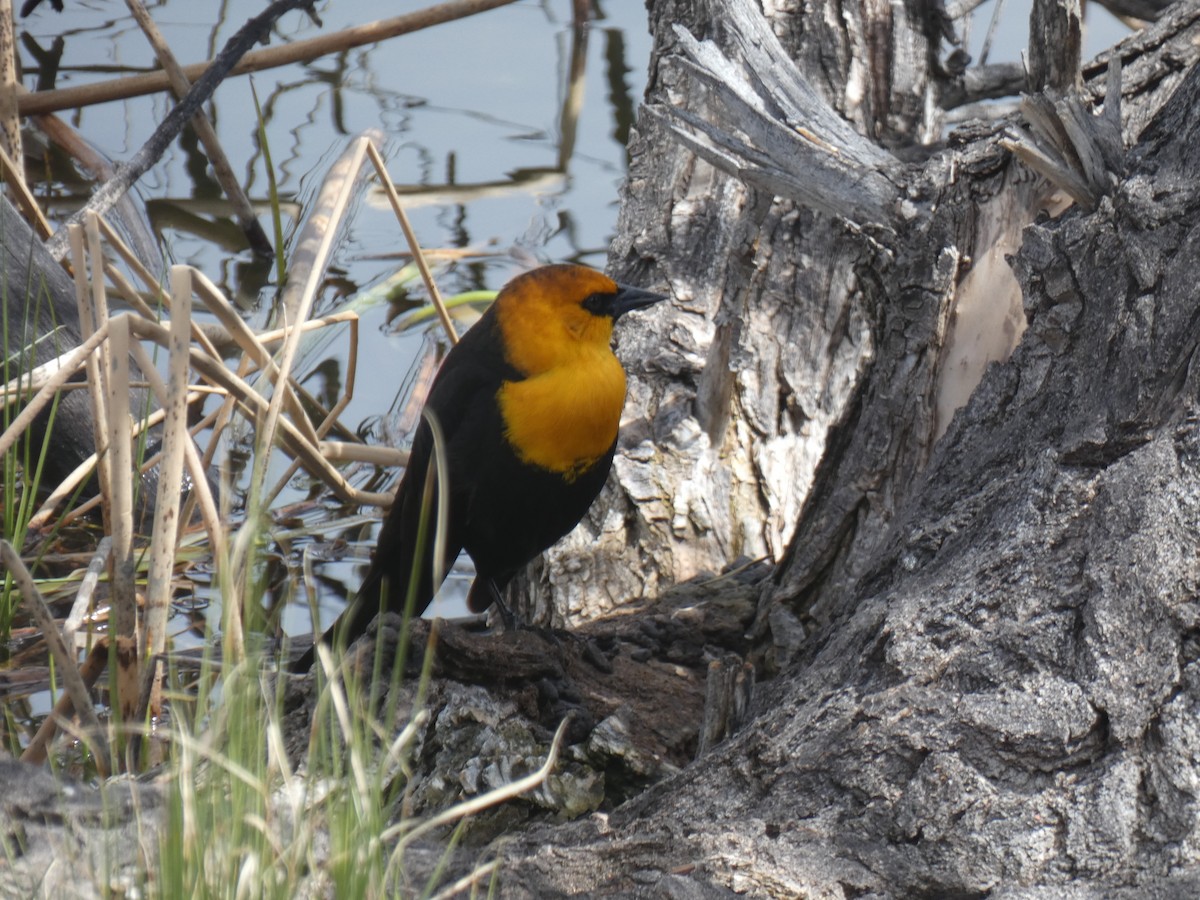 Yellow-headed Blackbird - ML618392166