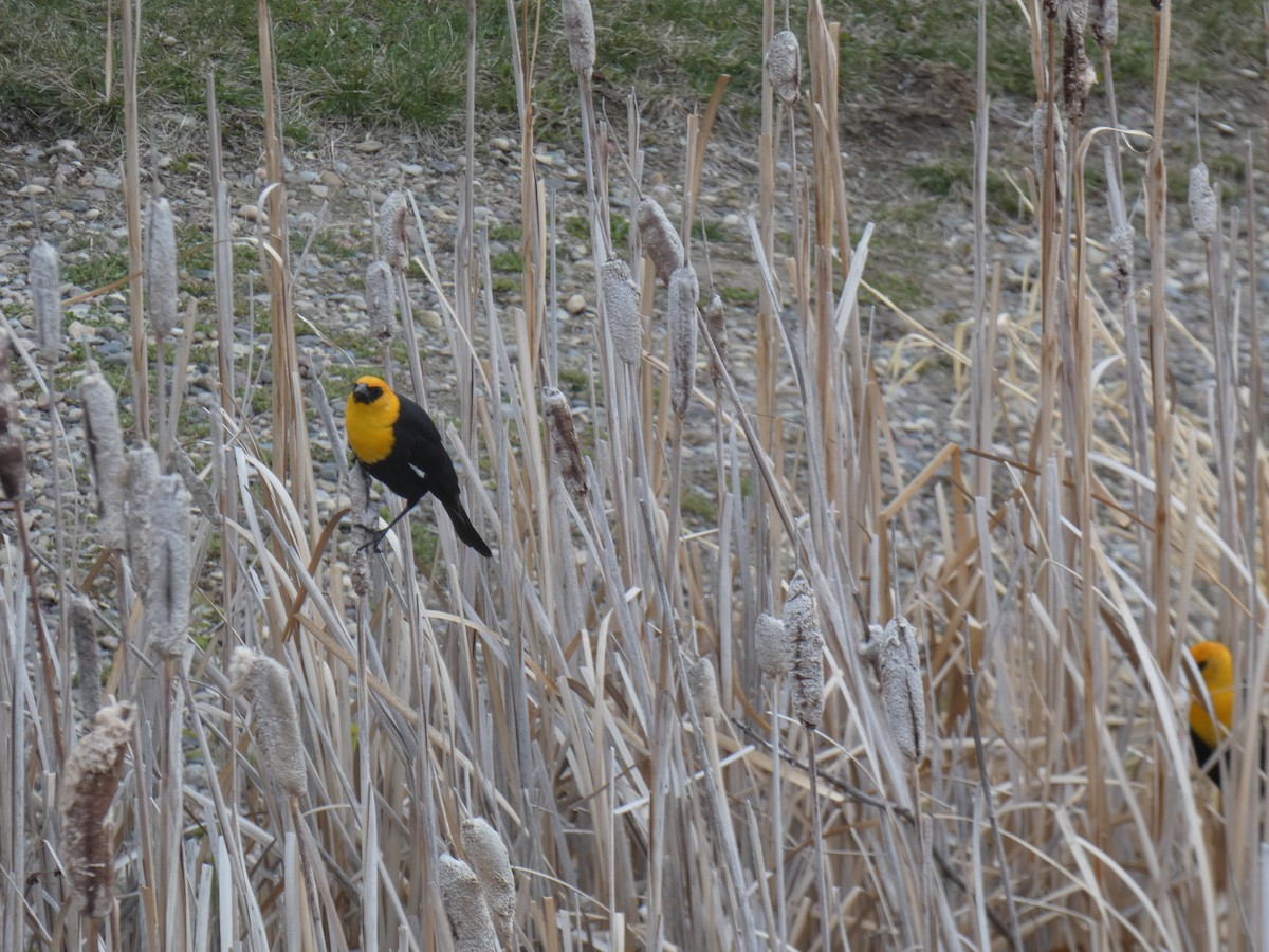 Yellow-headed Blackbird - ML618392169