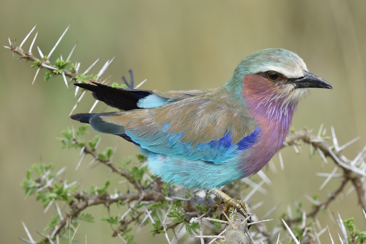 Lilac-breasted Roller - ML618392172